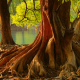 tree, roots, pond, nature wallpaper