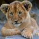 lion cub, lion, animals wallpaper