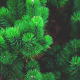 nature, branches, needle, spruce wallpaper