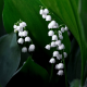 flowers, lilies of the valley, spring, nature wallpaper