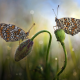 nature, macro, grass, flower, bud, butterfly, couple, bokeh, insects, animals wallpaper