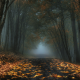 nature, landscape, mist, road, forest, leaves, fall, trees, dark, morning wallpaper