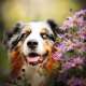 australian shepherd, aussie, animals, dog, bush, bloom, flowers wallpaper