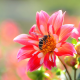 macro, flowers, dahlia, buds, bee, nature, animals, insect wallpaper