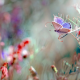 nature, grass, butterfly, macro, insects, nature wallpaper