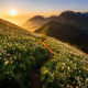 nature, landscape, mountains, meadow, grass, flowers, daffodils, path, sunset, dawn, fog wallpaper