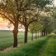 grass, nature, germany, blooming trees, saxony, sunset wallpaper