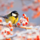 birds, tit, nature, winter, branch, berries, hoarfrost, frost, animals, snow wallpaper