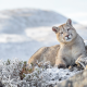 animals, predator, puma, cougar, mountains, winter, nature, frost wallpaper
