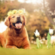 dog, animals, nature, tulips, flowers, open mouth, golden retrievers wallpaper