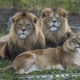 lion, animals, lioness wallpaper