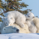 animals, bear, polar bear, mother bear, bear cub, nature, winter, snow wallpaper