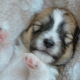 puppy, muzzle, asleep, paws, animals, dog wallpaper