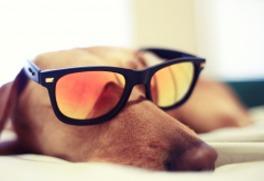 dog, glasses, sleeping wallpaper