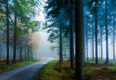 mist, road, forest, landscape, nature, tree, sunlight, atmosphere wallpaper