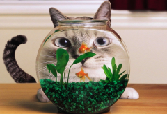 cat, aquarium, goldfish, distortion, fish, animals wallpaper