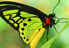 butterfly, insect, animals, closeup, macro wallpaper