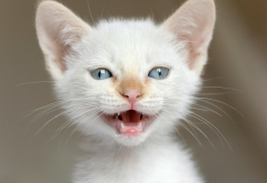 cat, kittens, animals, baby animals, blue eyes wallpaper