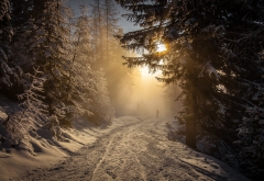 forest, winter, snow, sunrise, walking, mist, nature, landscape, Austria, trees, sunlight wallpaper
