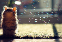 kitten, cat, animals, bubbles wallpaper