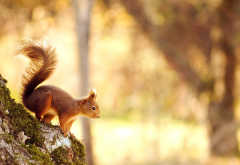 squirrel, treee, animals wallpaper