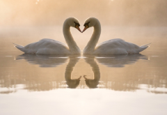 swans, love, birds, nature, animals, reflection, pond, lake, fog wallpaper