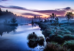 nature, fog, sunrise, tree, river, Germany, calm, water wallpaper