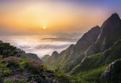 South Korea, sunrise, mountains, nature, landscape, wildflowers wallpaper