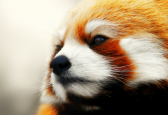 animals, red panda, nose wallpaper