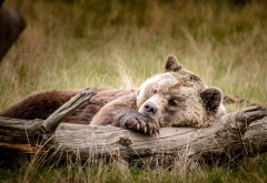 animals, bears, log, sleeping wallpaper