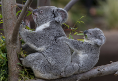 koala, animals, tree wallpaper