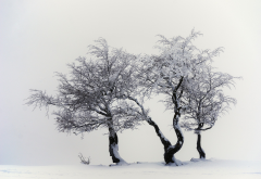 nature, snow, tree, winter wallpaper