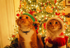 cat, christmas, costume, decorations, christmas tree, animals, holidays wallpaper