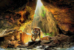 tiger, cave, animals, sunlight, nature wallpaper