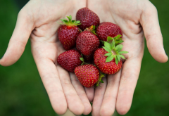 hand, strawberry, fruit, food wallpaper