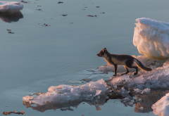 animals, arctic fox, ice, winter, snow, nature wallpaper