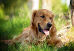 golden retriever, dog, animals, grass wallpaper