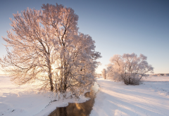 nature, snow, winter, tree, river wallpaper