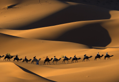 camel, Morocco, Africa, nature, animals, sand, desert, dune wallpaper