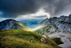 Switzerland, clouds, hill, grass, animals, chamois, nature, mountains wallpaper