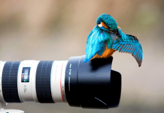 bird, colibri, nature, animals, camera wallpaper