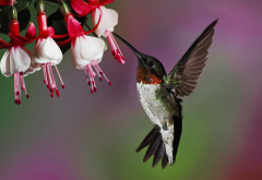 hummingbird, flowers, nature, bird, animals wallpaper