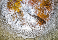 nature, tree, underwater, bubbles, leaves, fall, forest, fisheye lens wallpaper