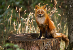 fox, animals, stump, nature wallpaper