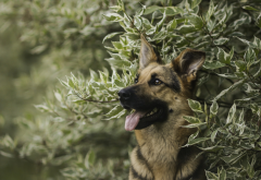 dog, german shepherd, animals, bushes wallpaper