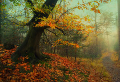 forest, autumn, path, fall, leaves, mist, tree, nature wallpaper