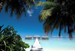 maldives, beach, walkway, palm tree, ocean, water villa, tropical, nature wallpaper