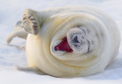 animals, seal, laugh, snow, winter wallpaper