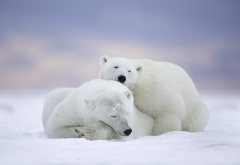 polar bear, animals, bear, snow, winter wallpaper