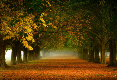 nature, tree, mist, leaves, path, fall, tunnel wallpaper